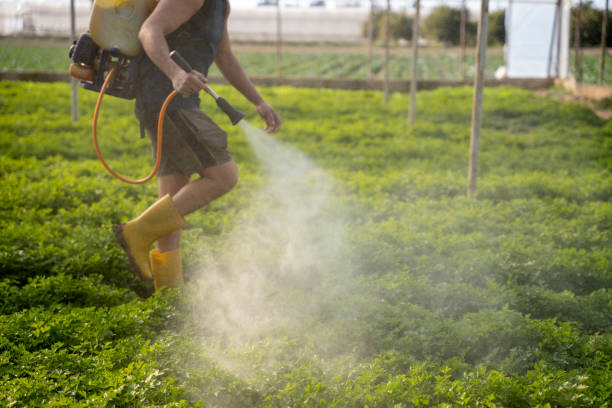 Best Flea Control Services  in Bulverde, TX