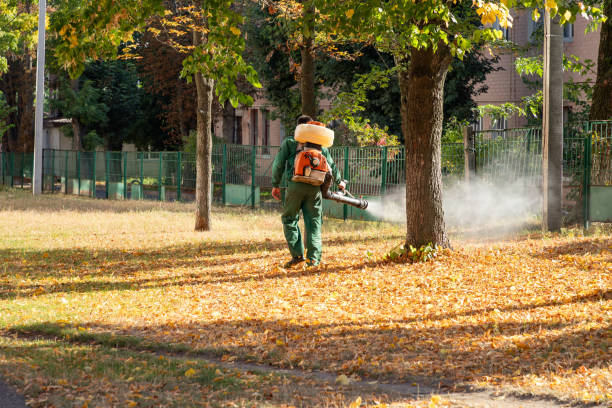 Flea Control Services in Bulverde, TX