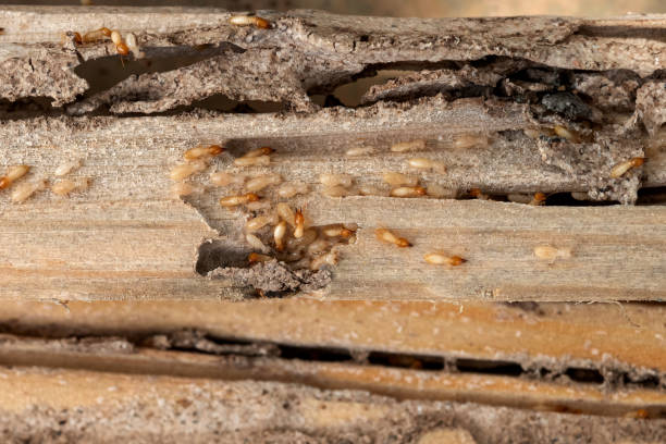 Best Wasp Removal Services  in Bulverde, TX