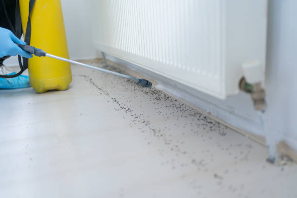 Best Local Pest Control Services  in Bulverde, TX