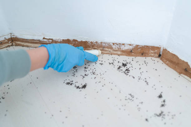 Trusted Bulverde, TX Pest Control Experts